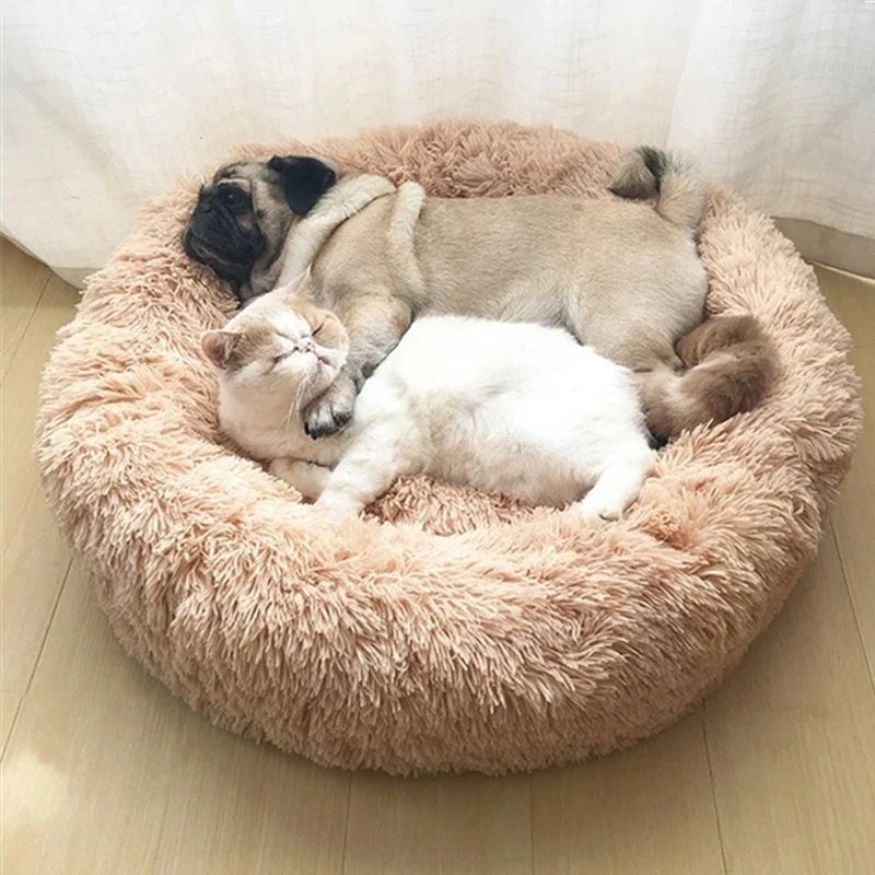 Pet section