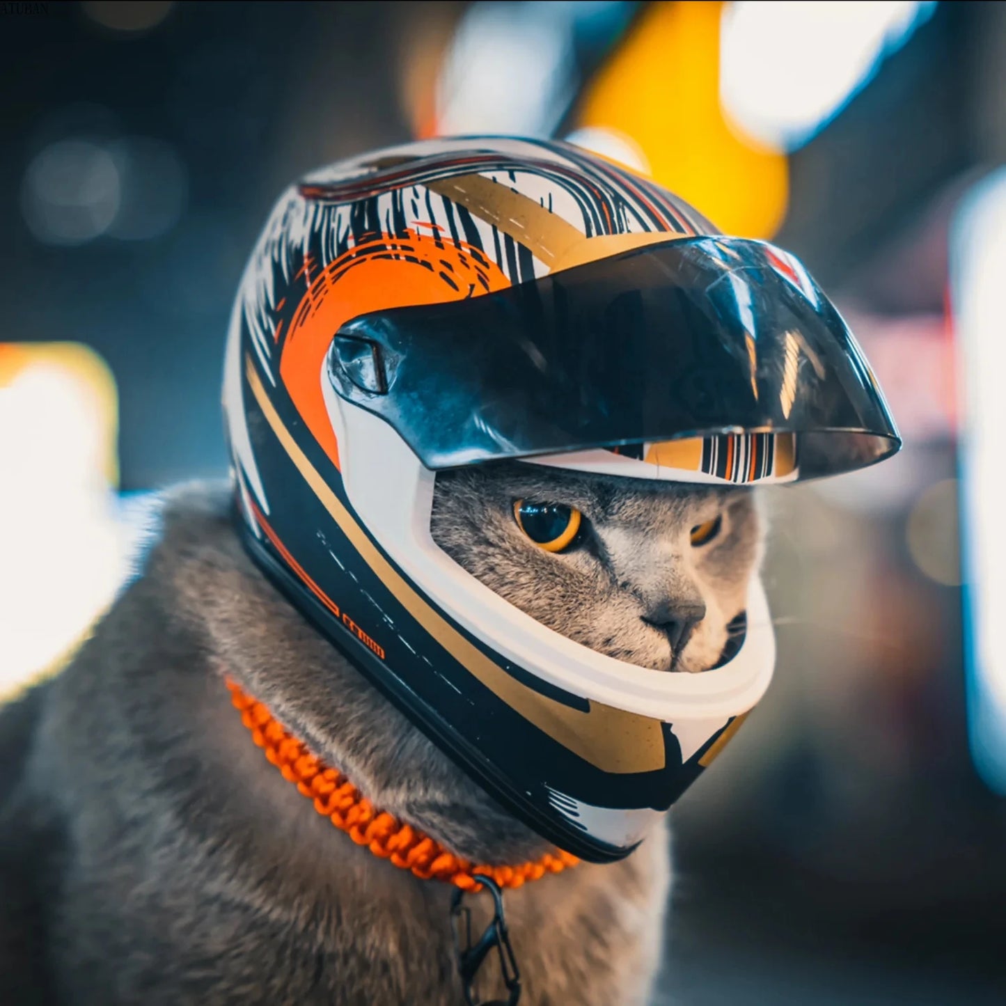 Mini Motorcycle Helmet for Cats and Smaller Dog